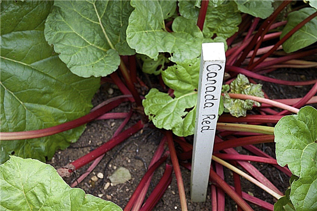 Rhubarb किस्म: गार्डन के लिए Rhubarb के प्रकार