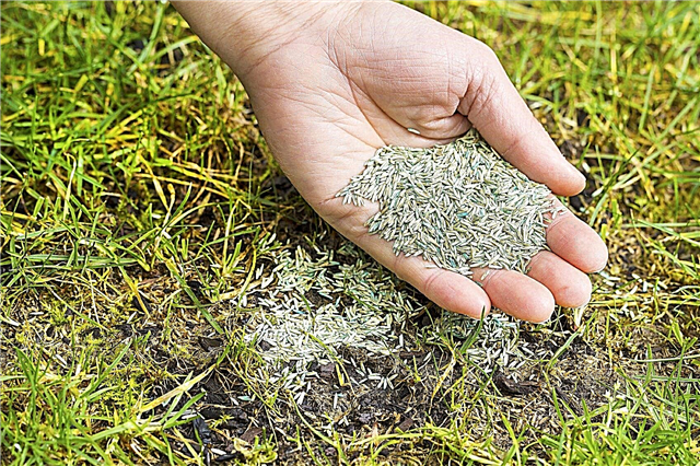 Lawn Seeding How To: Tips voor het zaaien van een gazon