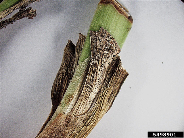 Problemas Agapanthus: Dicas para o tratamento de doenças de plantas Agapanthus