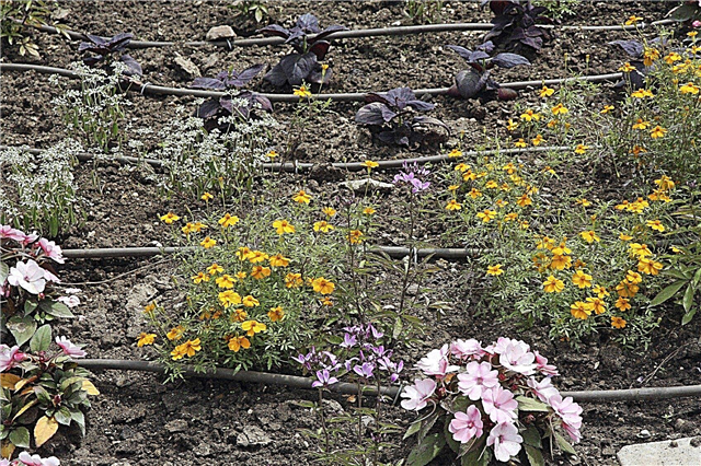 Gartenarbeit ohne Wasser - Wie man in einer Dürre im Garten arbeitet