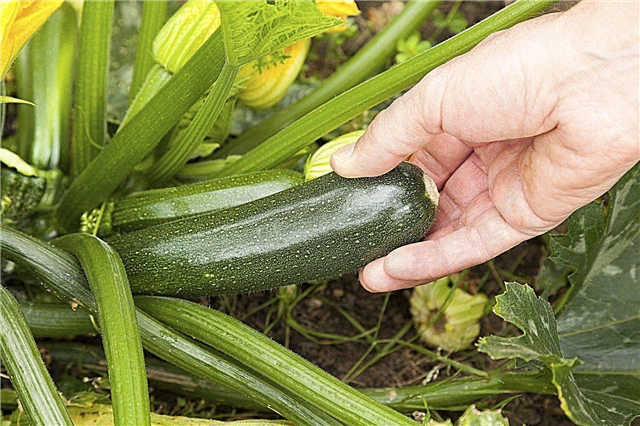 Zucchini Squash Harvesting: Hvornår er Zucchini klar til at plukke