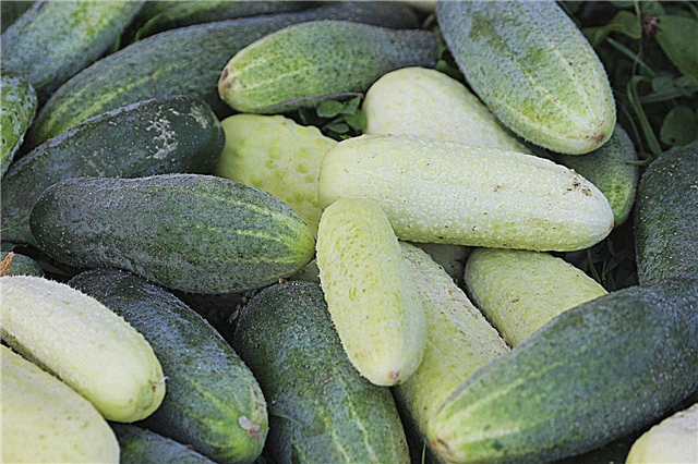 Komkommervariëteiten: leer over verschillende soorten komkommersplanten