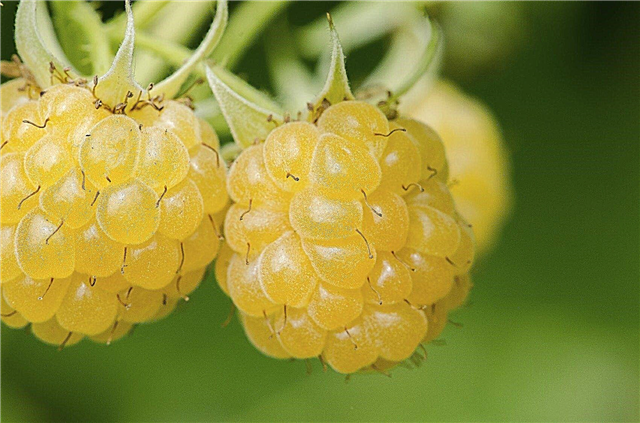 Plantas de framboesa dourada: dicas sobre o cultivo de framboesas amarelas