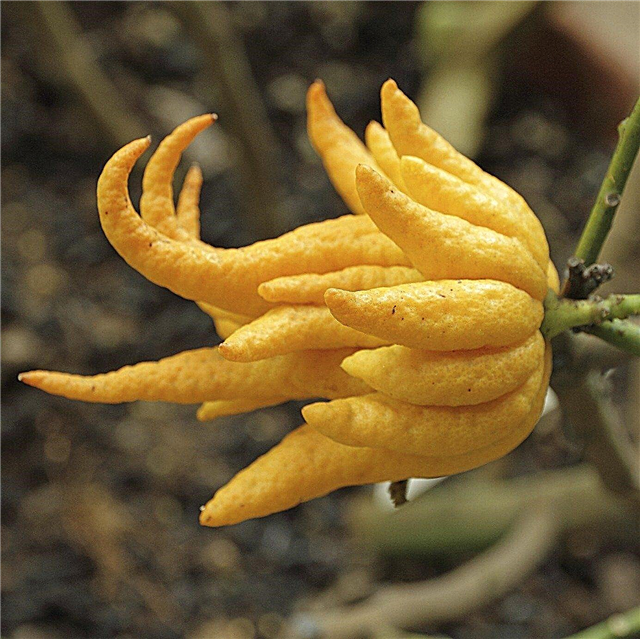 Árbol de la mano de Buda: aprenda sobre la fruta de la mano de Buda