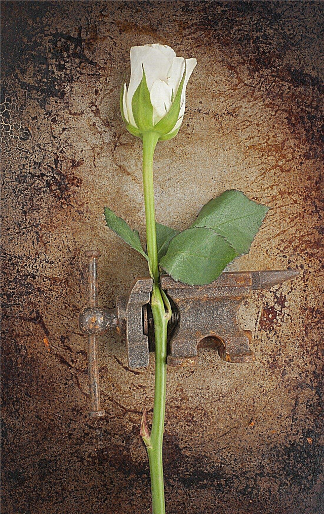 Taivutettuja kukkavarret: Kuinka korjata murskatut tai poistuneet varret kasveilla