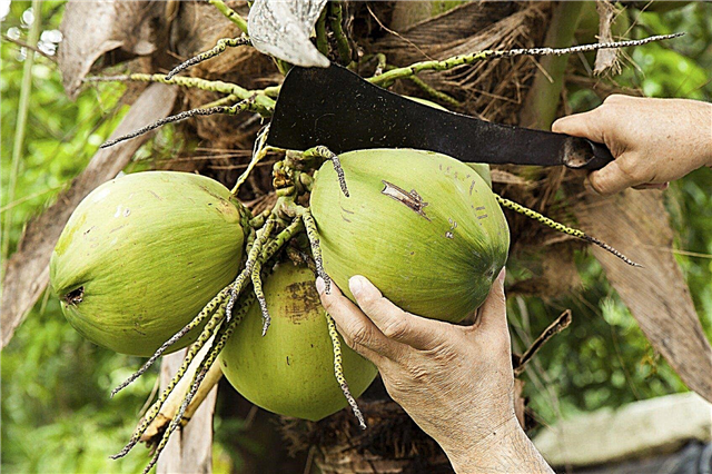 जब नारियल पके होते हैं: नारियल के पकने के बाद उन्हें उठाएं