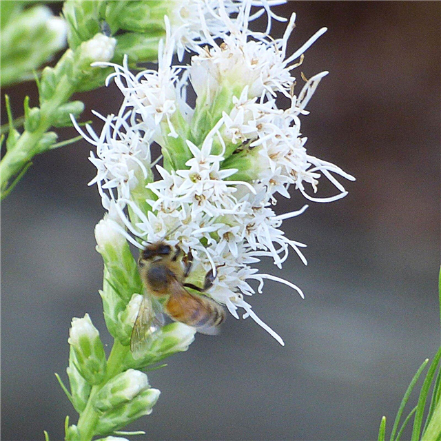 花粉媒介者のための植物：花粉媒介者に優しい植物について学ぶ