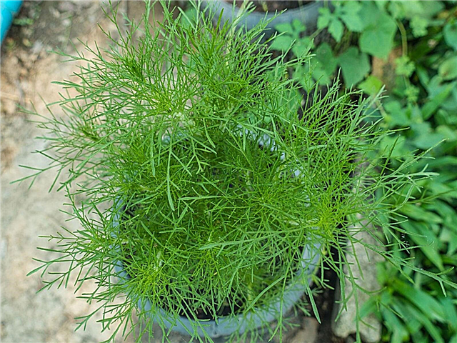 Cuidados com as plantas em vasos de endro: dicas para o cultivo de endro em recipientes