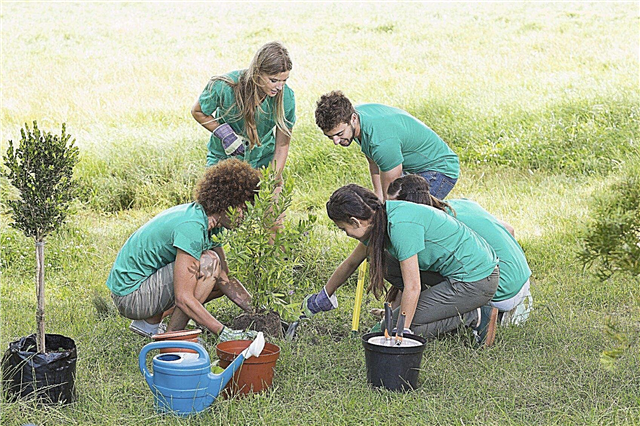 Voluntários em jardins comunitários - dicas para começar um jardim comunitário