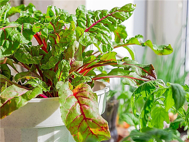 Jardinería de vegetales en el interior: Comenzar un jardín de vegetales en el interior