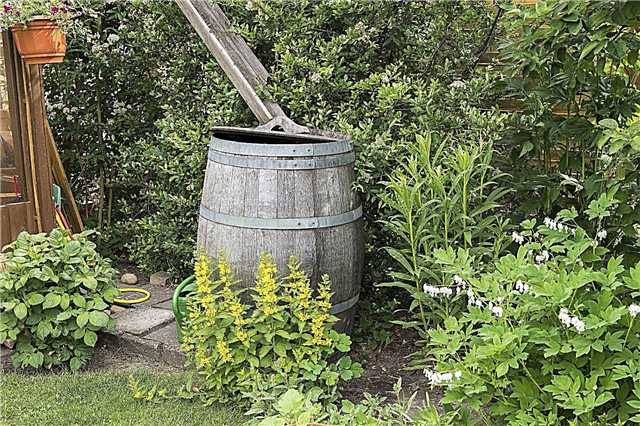 Características del jardín de agua de lluvia: uso de agua de lluvia en el jardín