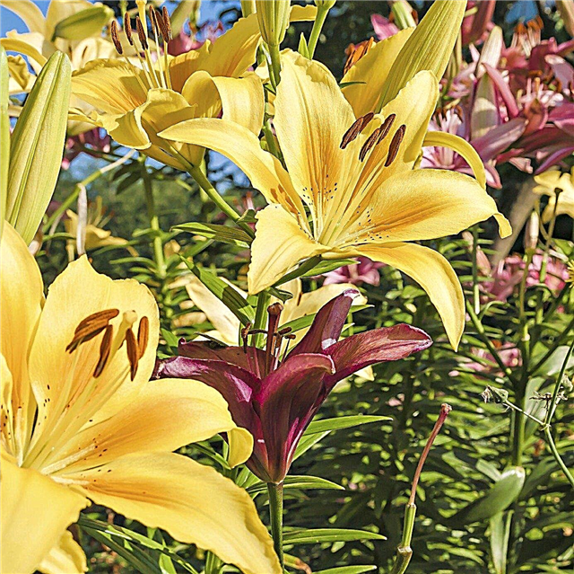 Các loại hoa Lily: Các giống hoa ly khác nhau là gì