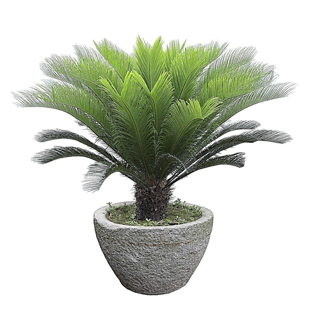 Alimentando Sago Palms: Dicas sobre fertilizar uma planta Sago Palm
