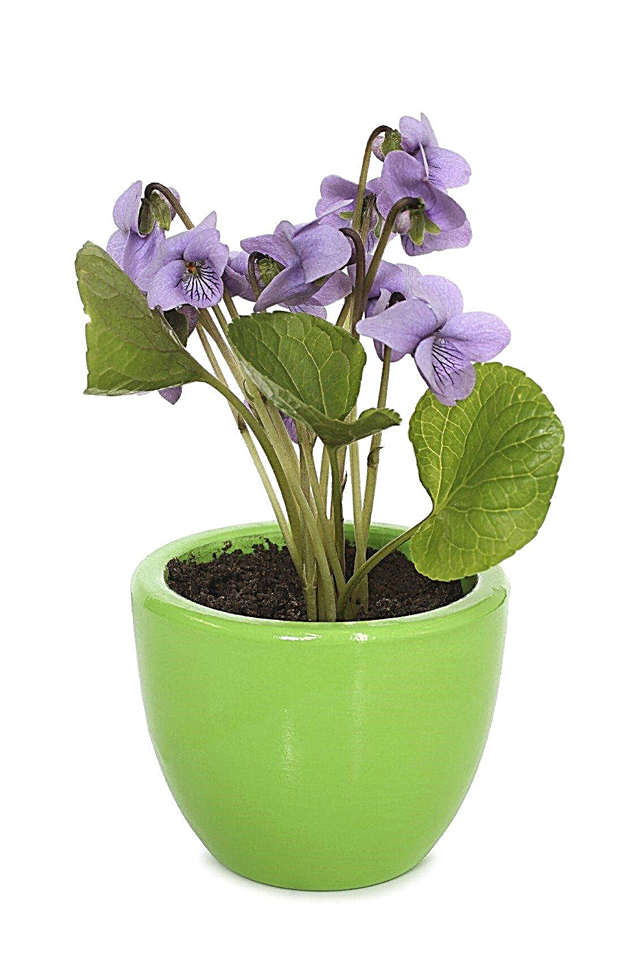 Soin des violettes d'intérieur: comment faire pousser des violettes à l'intérieur