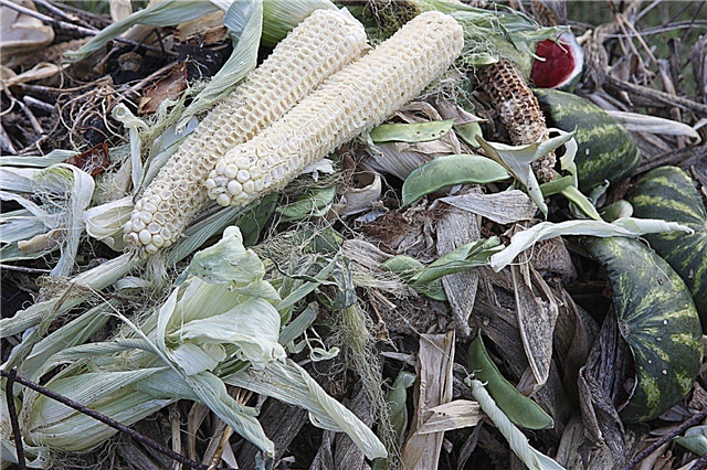 Compost maïskolven en kaf - Leer hoe u maïsplanten composteert