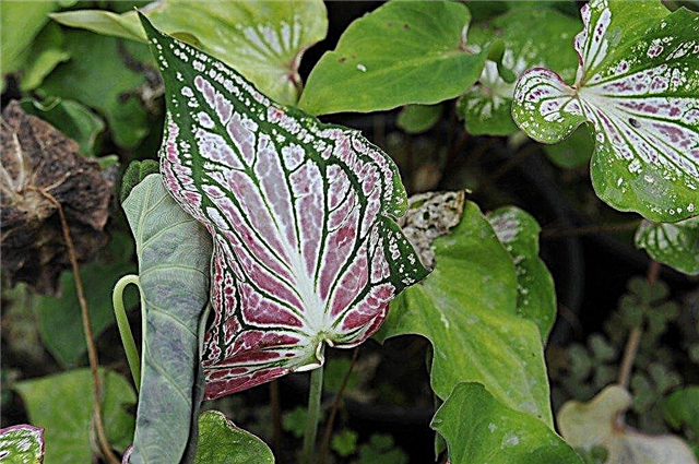 Problèmes des plantes de caladium - Ravageurs et maladies des plantes de caladium