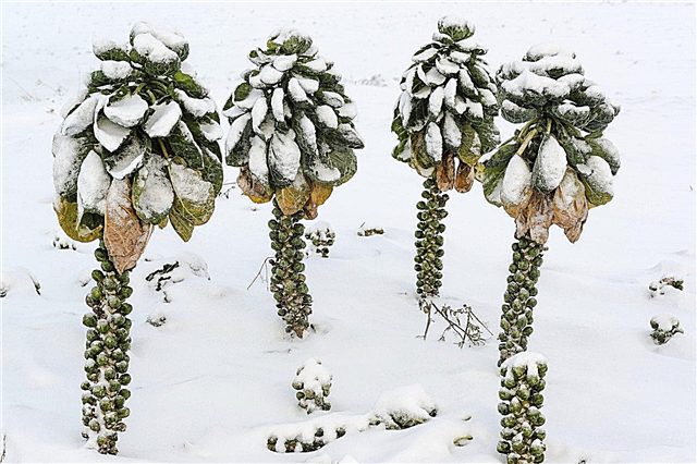 Soins d'hiver pour les choux de Bruxelles: comment faire pousser des choux de Bruxelles en hiver