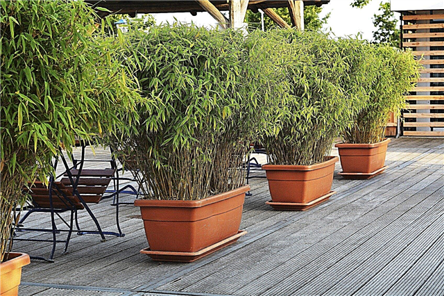 Cultivo de bambu em vasos: o bambu pode ser cultivado em recipientes