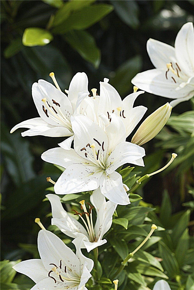 Aurelian Trumpet Lily Info: Tips voor het planten van trompetleliebollen