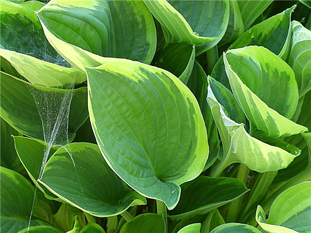 Hosta augalų tipai: kiek yra Hosta tipų