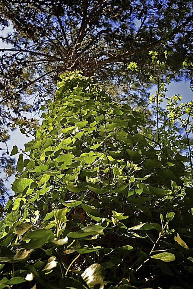 English Ivy Tree Damage: Tipps zum Entfernen von Efeu von Bäumen