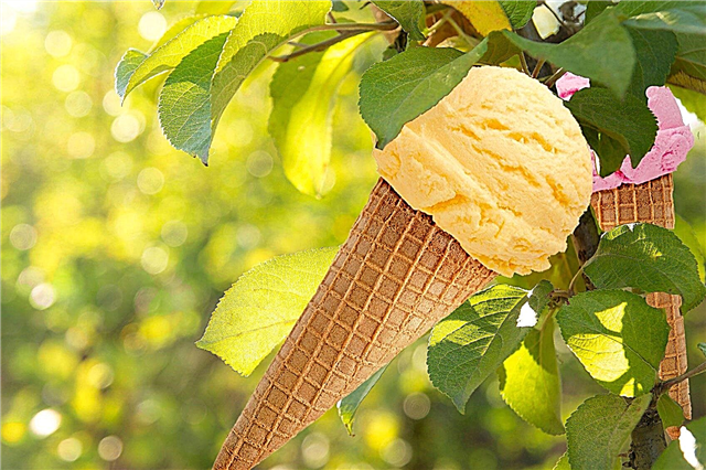 Plantando uma árvore de sorvete - Como cultivar sorvete no jardim