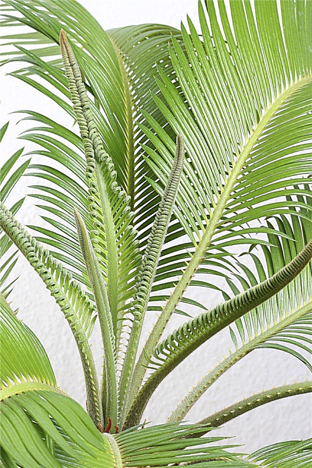 Težave s sago Palm Leaf: Moj Sago ne raste listja