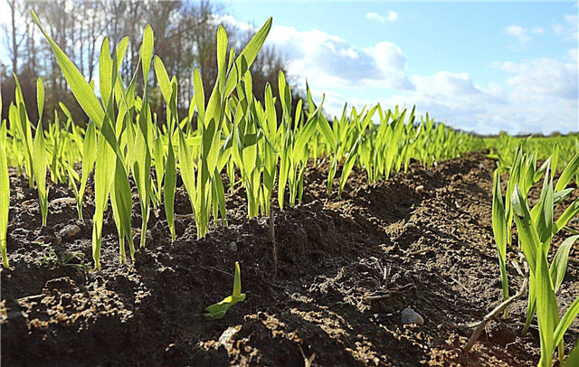 أفضل محاصيل الغطاء للتربة الطينية: تثبيت التربة الطينية بمحاصيل الغطاء