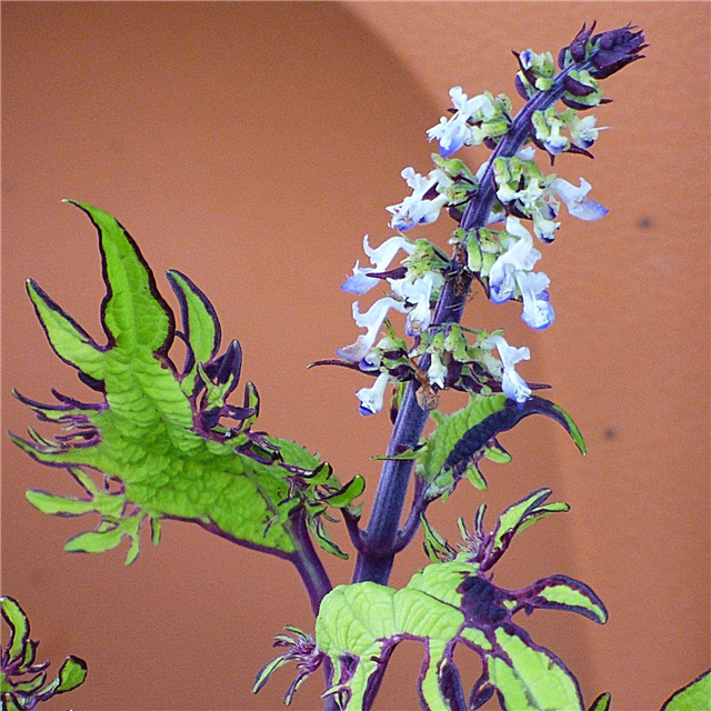 La plante Coleus a des pointes de fleurs: que faire avec les fleurs de coleus
