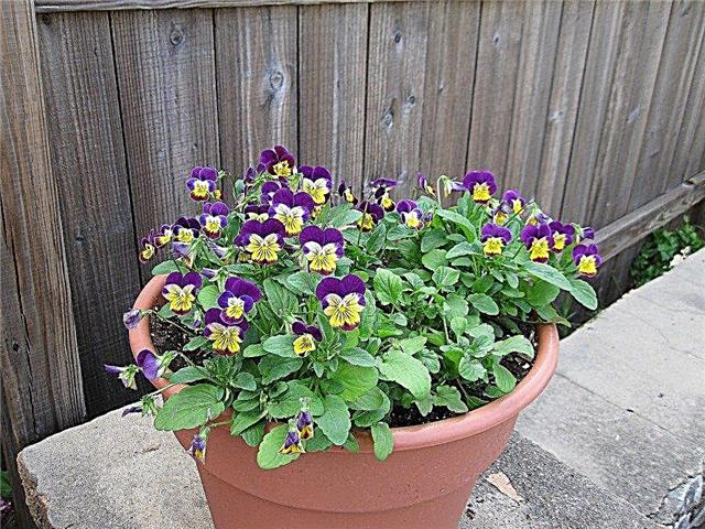 Фиолетовые растения в горшках: советы по выращиванию фиалок в контейнерах