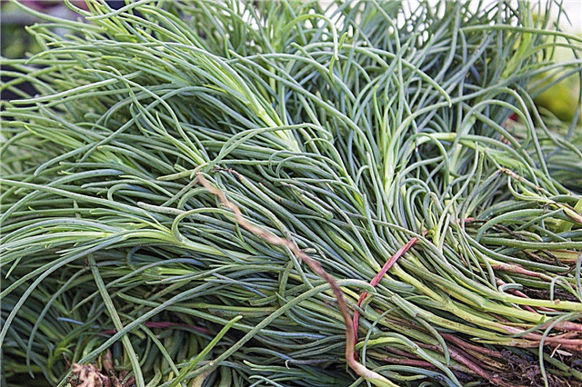 Συγκομιδή φυτών Tarragon: Συμβουλές για τη συγκομιδή Tarragon Herbs
