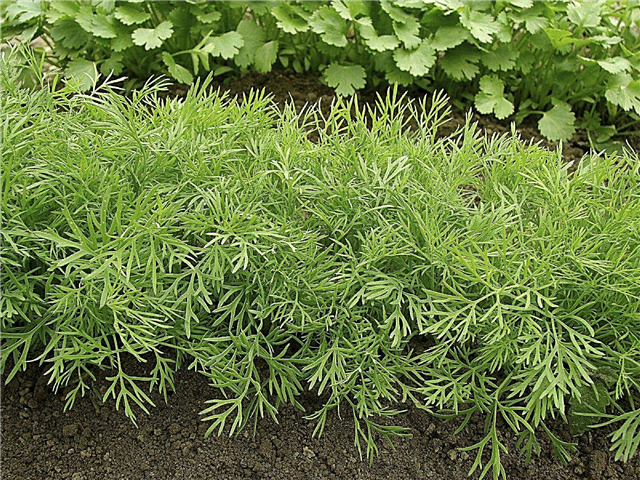 Obtenir des plantes herbacées buissonnantes: comment couper une plante d'aneth