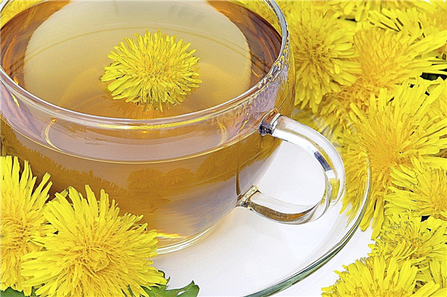 Zubereitung von Löwenzahndünger-Tee: Tipps zur Verwendung von Löwenzahn als Dünger