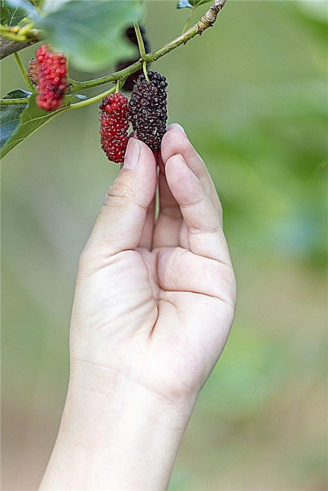 Mulberry Tree Harvest: Советы о том, как выбрать шелковицу