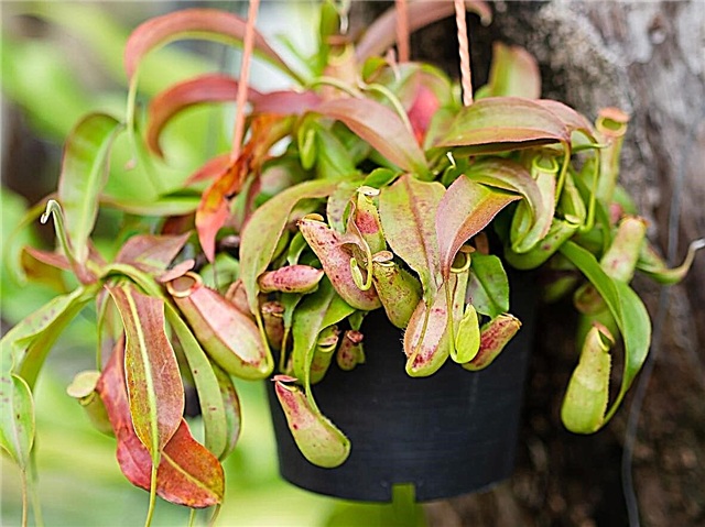 Nepenthes Sürahi Bitkiler: Bir Sürahi Bitki Kırmızı Yaprakları Ile Tedavi