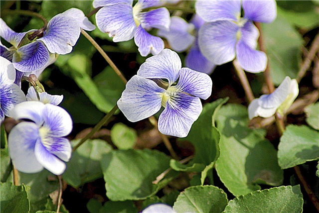 Violetas šķirnes: dažāda veida vijolītes