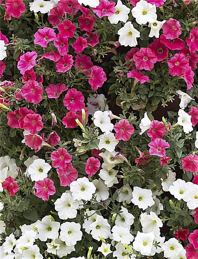 أنواع نباتات البتونيا - ما هي زهور البتونيا المختلفة