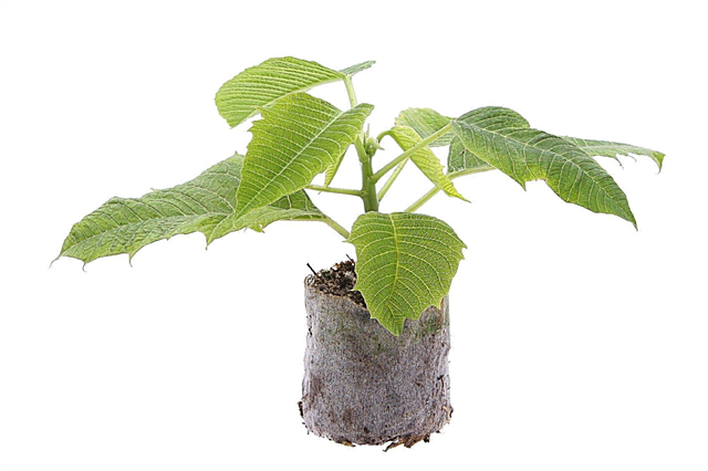 Poinsettias de propagación: aprenda sobre la propagación de plantas de Poinsettia