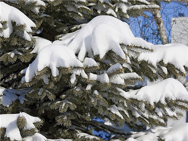 Arbustos danificados pela neve: reparação de danos de inverno para sempre-vivas