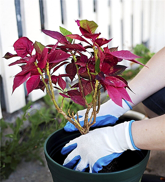 Presaditev rastlin Poinsettia: Ali lahko presadite Poinsettias zunaj