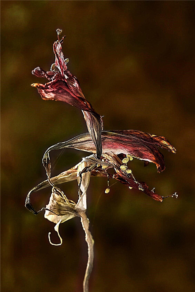 Cuidados com o Amaryllis após a floração: Aprenda sobre os cuidados pós-flor de Amaryllis