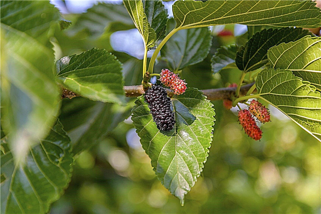 Dwarf Mulberry Tree Facts: Como cultivar uma amoreira em uma panela
