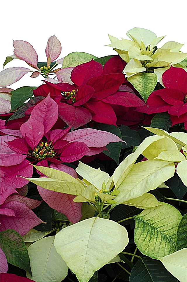 Tipi di piante di Poinsettia: scelta di diverse varietà di stelle di Natale