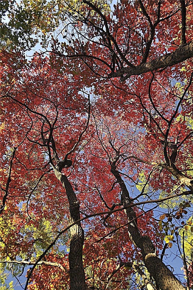 Факти от кисело дърво: Научете повече за грижата за киселите дървета