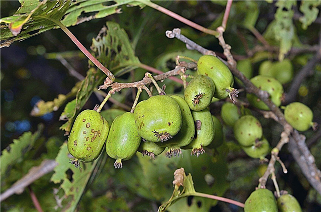 Maladies du kiwi rustique: comment traiter une plante de kiwi malade