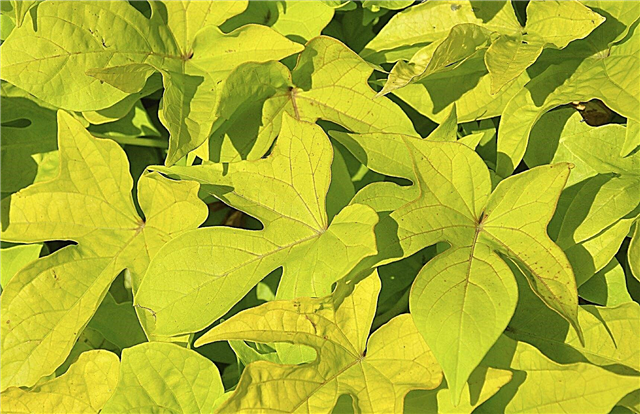 Gule søtpotetblader: Hvorfor blir søtpotetblader gule