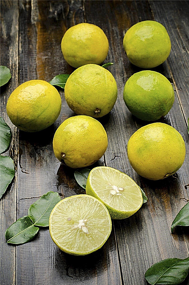 Zijn gele limes slecht: wat te doen met gele limes