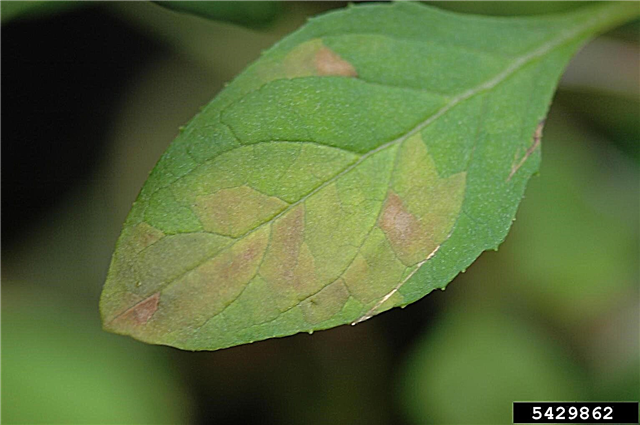 Các vấn đề với bụi cây bướm: Sâu bệnh thường gặp ở bướm