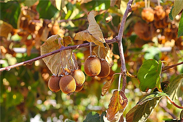 Daun Kiwi Menjadi Coklat - Sebab-sebab Anggur Kiwi berubah menjadi kuning atau coklat