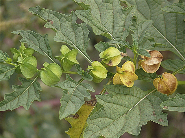 Apple Of Peru 식물 정보 – 성장하는 Shoofly 식물에 대해 배우십시오
